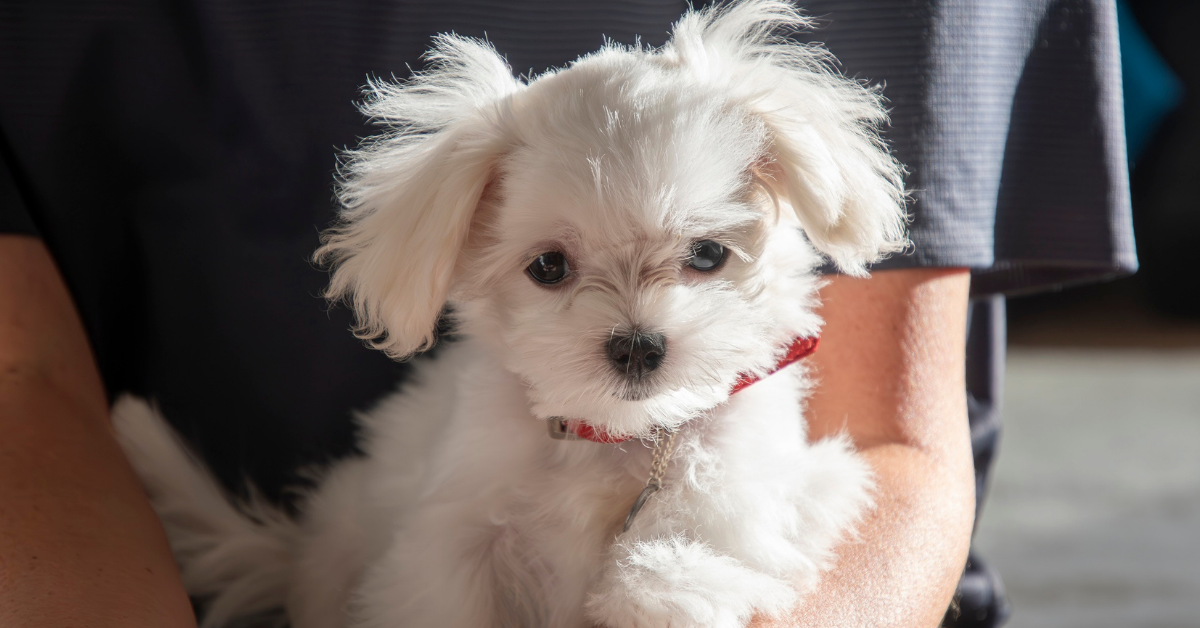  Projekt_bez_nazwy_61