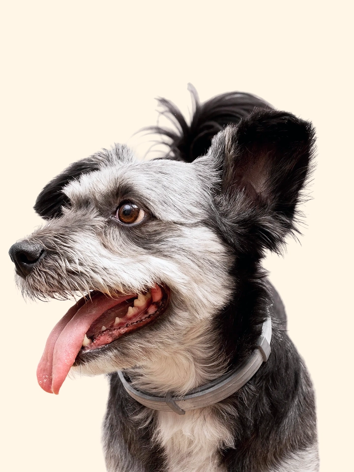 pies czekający na miskę z jedzeniem
