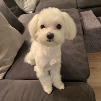 Wesoły piesek, bo zajada się Piesotto