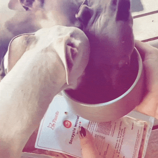 Psy zajadające się karmą Piesotto