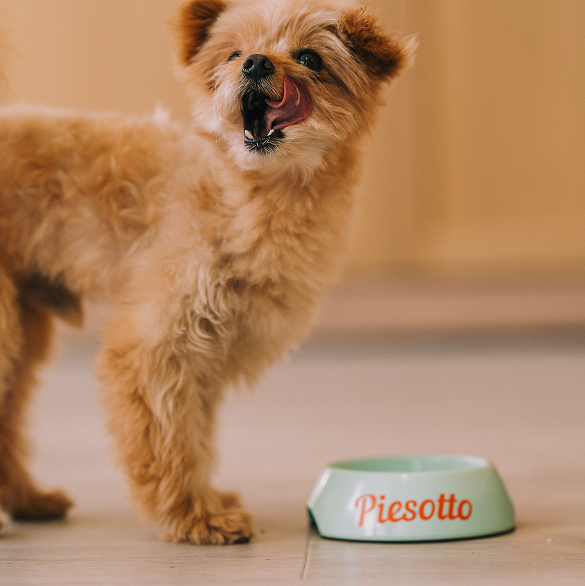 Piesek oblizujący się