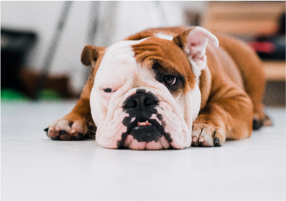 Pies leżący na podłodze