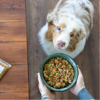 Pies wpatrujący się w miskę