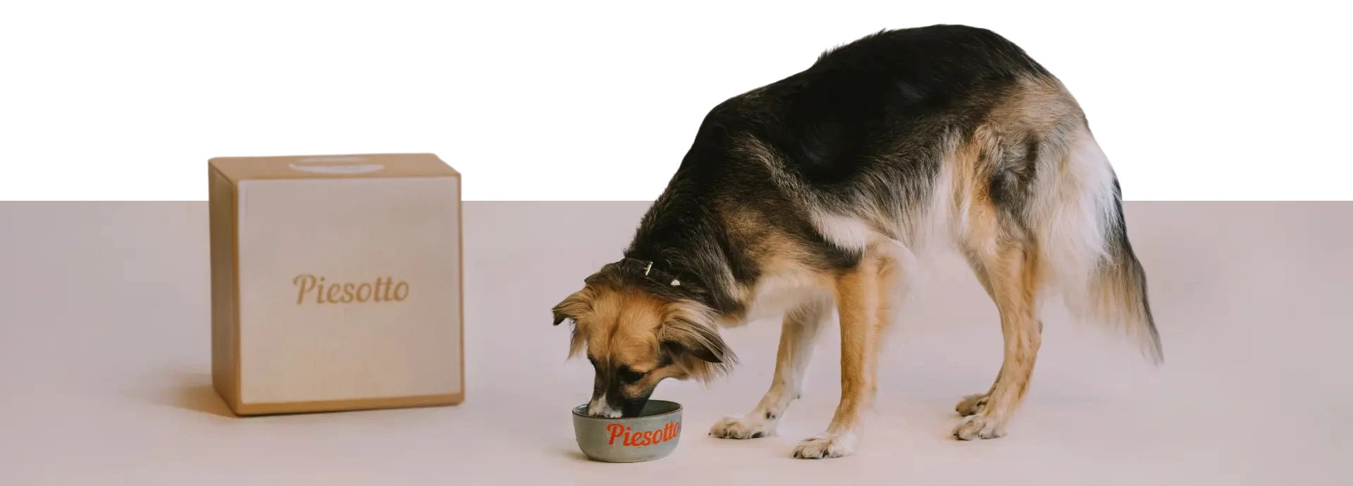 Pies zaglądający do miski