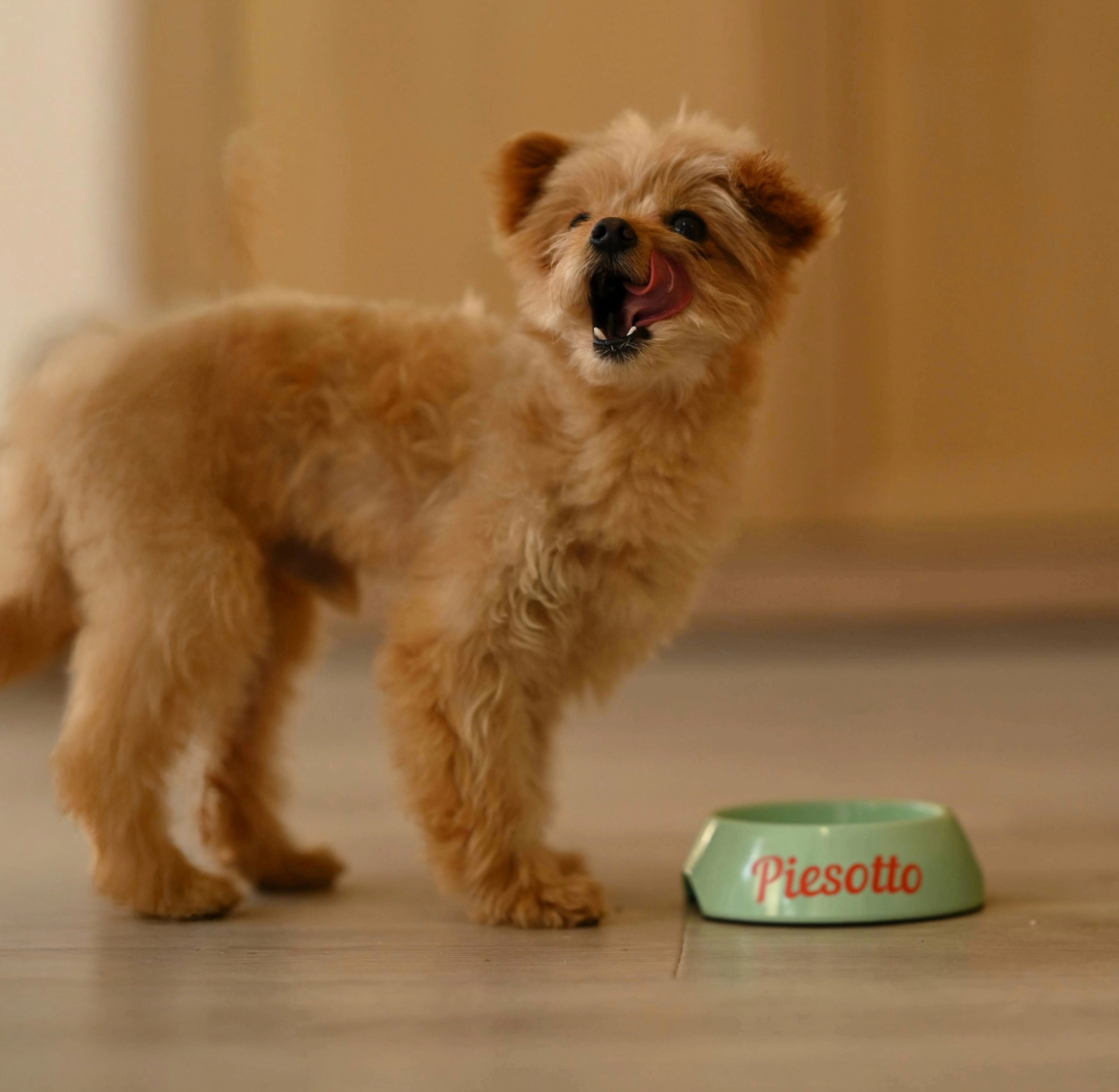 Piesek oblizujący się przy misce