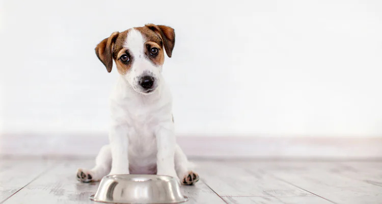 Żywienie szczeniaka 