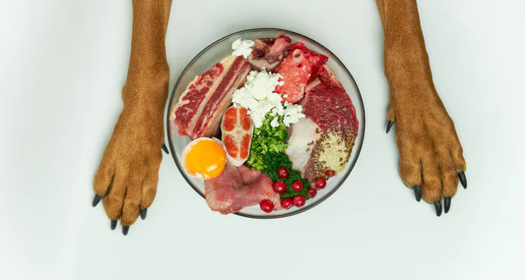 Alergie pokarmowe u psów