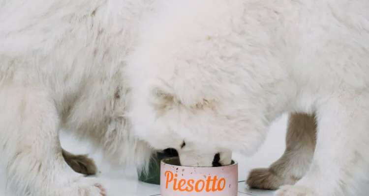 Podstawowe składniki mineralne i ich funkcje w żywieniu psów