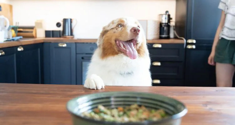 Jajko – kiedy podawać psu i w jakiej formie?