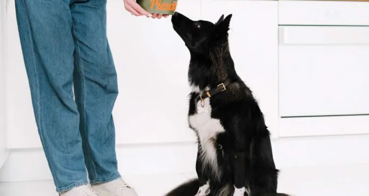 Bez Cukru dla Psa: Dlaczego Nawet Małe Ilości Są Ryzykowne