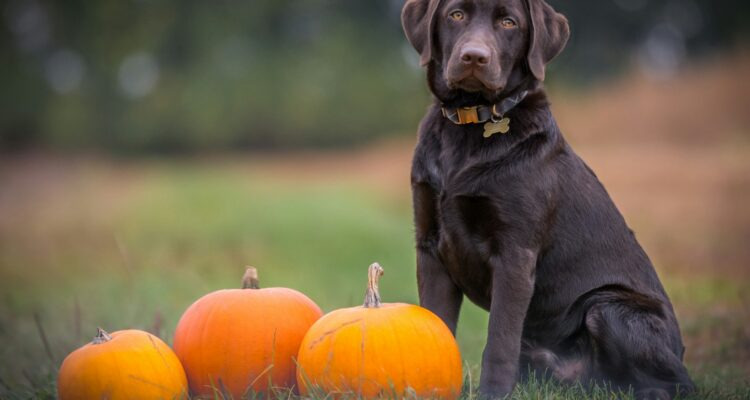 5 warzyw, które będą zdrową przekąską dla Twojego psa