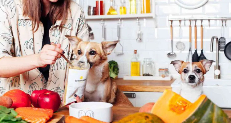 Zboża w suchej karmie — dlaczego warto na nie uważać?