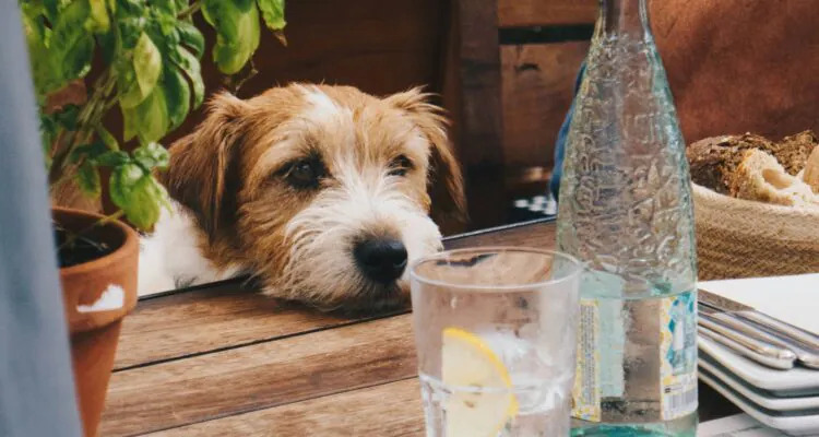 Twój pies nie chce pić wody? Zmień suchą karmę na mokrą