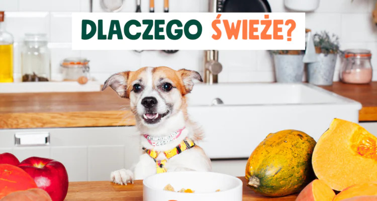 Dlaczego świeże jedzenie to najlepsza opcja dla psa?