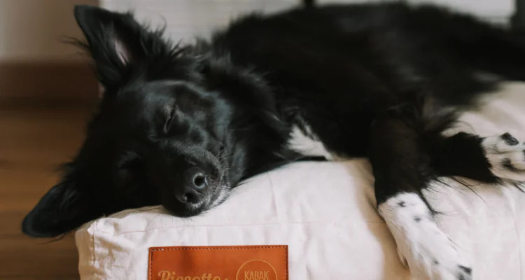 Posłanie dla psa – dlaczego pies powinien mieć swoje miejsce w domu?