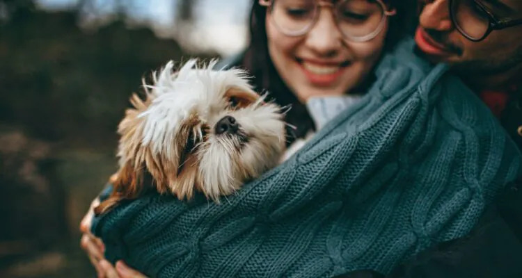 Jaką karmę wybrać dla shih tzu?