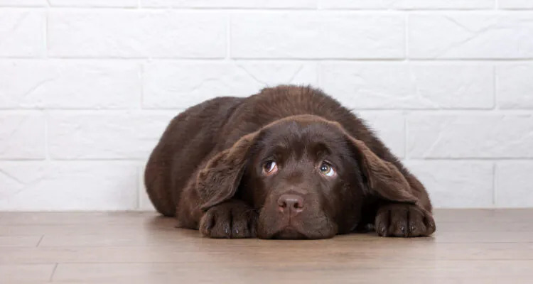 Biegunka u psa – przyczyny, leczenie, domowe sposoby