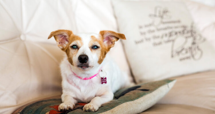 Zaćma u psa – przyczyny, objawy, leczenie