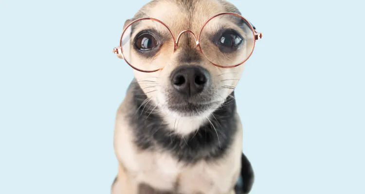 Jaskra u psa – przyczyny, objawy, leczenie