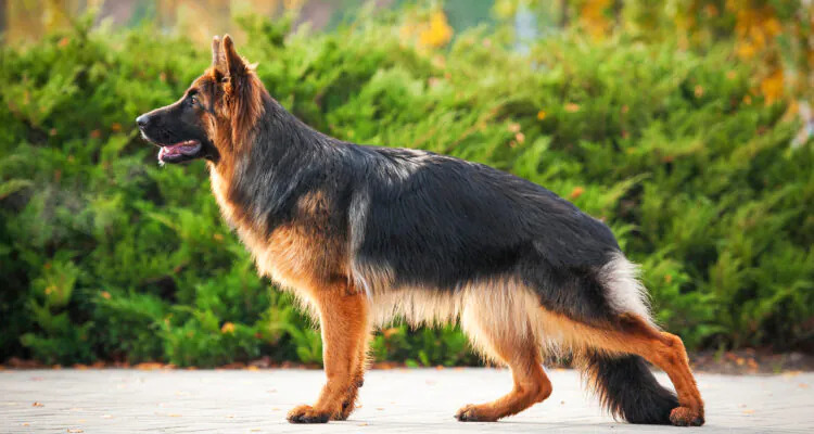 Zespół końskiego ogona u psa – przyczyny, objawy i leczenie