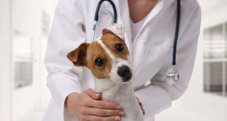 Krew w moczu u psa (krwiomocz) – przyczyny, objawy, skutki