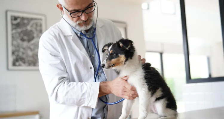 Kaszel wsteczny u psa – przyczyny, objawy, leczenie