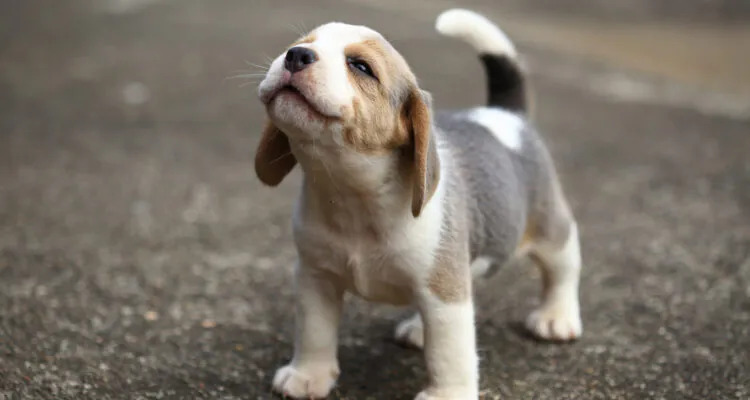 Kwarantanna szczeniaka – na czym polega i ile trwa?