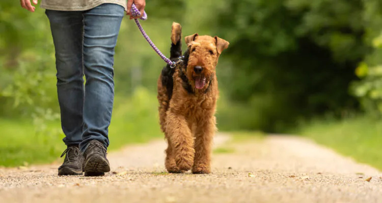 Śluz w kale psa – przyczyny, objawy, leczenie