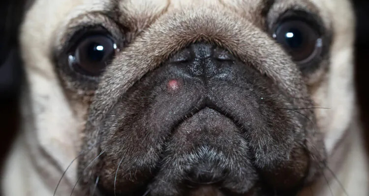 Pryszcze u psa – przyczyny, objawy, leczenie