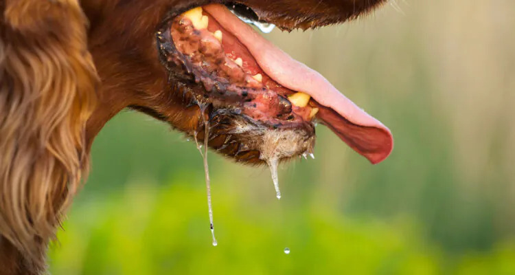 Wścieklizna u psa – jak ją rozpoznać?