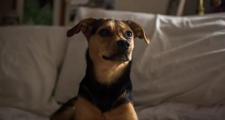 Wnętrostwo u psa – objawy i leczenie