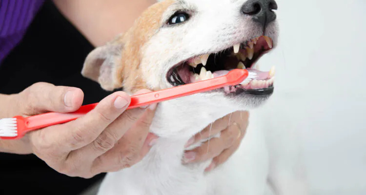 Dlaczego psu śmierdzi z pyska?