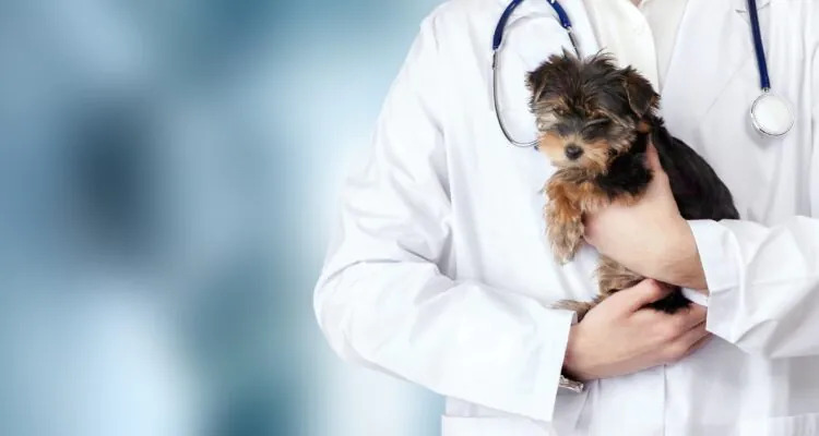 Szczepienie psa na wściekliznę – kiedy szczepić szczeniaka i jakie mogą wystąpić skutki uboczne?