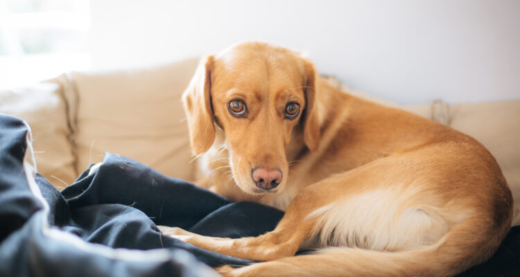 Dysplazja stawu biodrowego u psa – przyczyny, objawy i leczenie