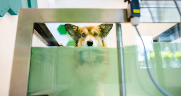 Bieżnia wodna dla psa – gdzie kupić i ile kosztuje?