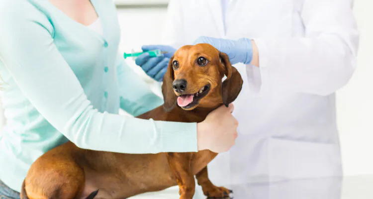 Kalendarz szczepień psa – kiedy i jakie szczepienia wykonać?