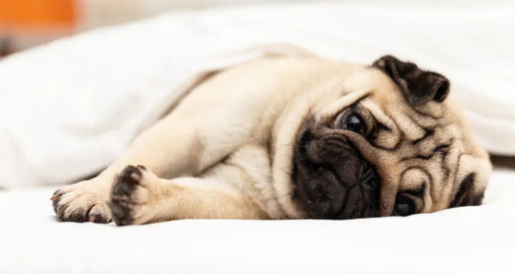 Padaczka (epilepsja) u psa – przyczyny, objawy i leczenie