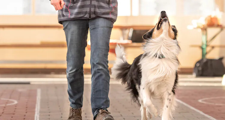 Jak nauczyć psa chodzenia przy nodze?