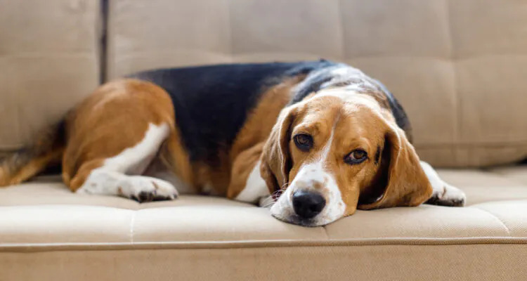 Zespół przedsionkowy u psa – przyczyny, objawy i leczenie