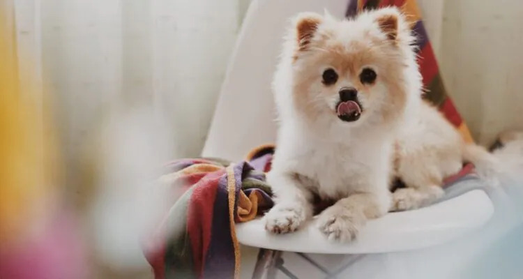 Wyprawka dla szczeniaka