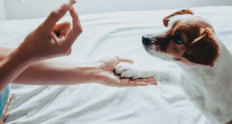 Jakie przysmaki do treningu psa?