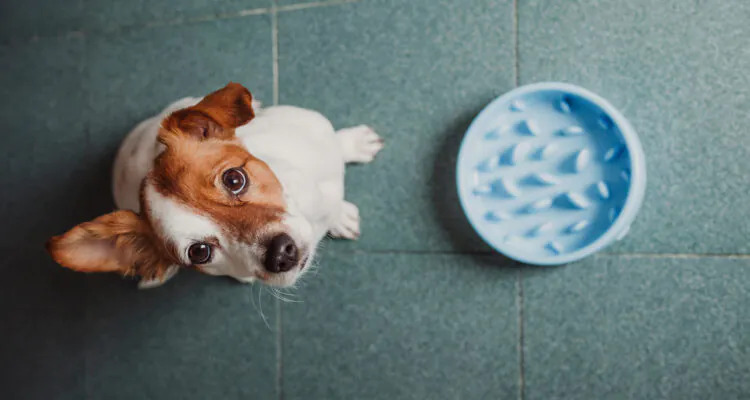 Ile wody powinien pić pies?