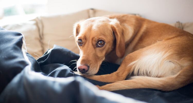 Jak sobie radzić z lękiem separacyjnym u psa?