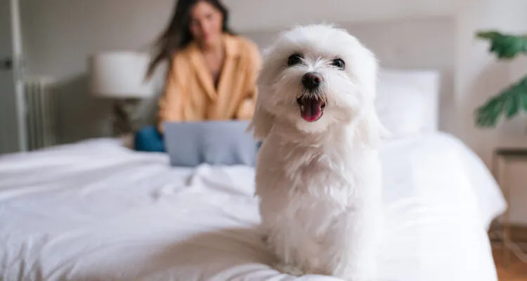 Jak zlikwidować zacieki u maltańczyka?