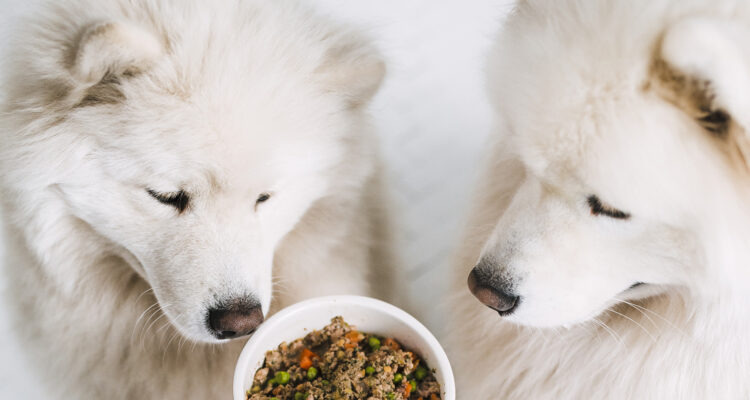 Karma dla białych psów