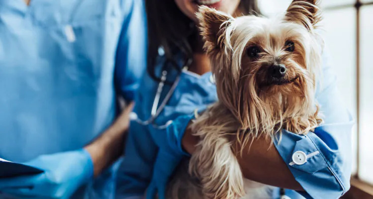 Czy pies może jeść przed szczepieniem?