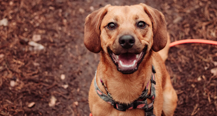 Jak nauczyć psa komendy siad?