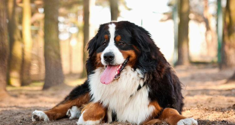 Jak wyciągnąć kleszcza psu?