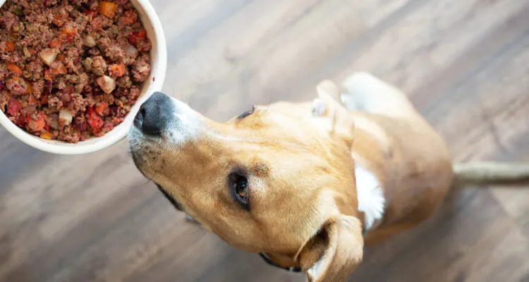 Dobra karma – jak wybrać i na co zwracać uwagę?