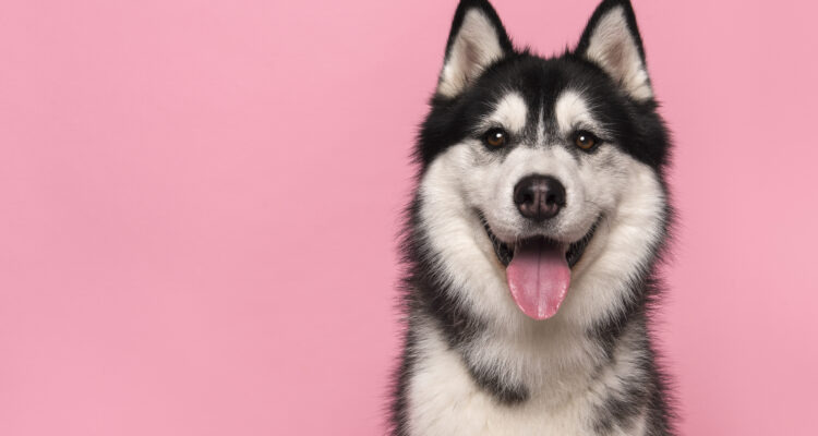 Czy pies może pić mleko